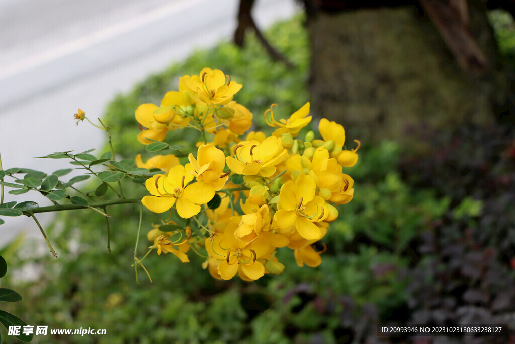 黄槐决明花