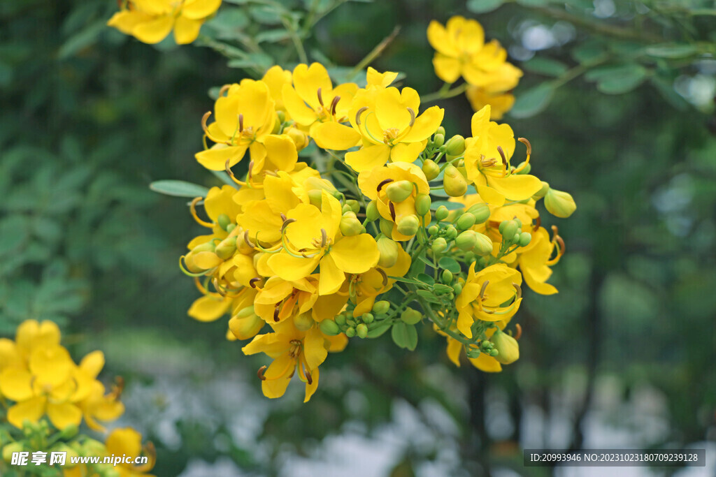 黄槐决明花