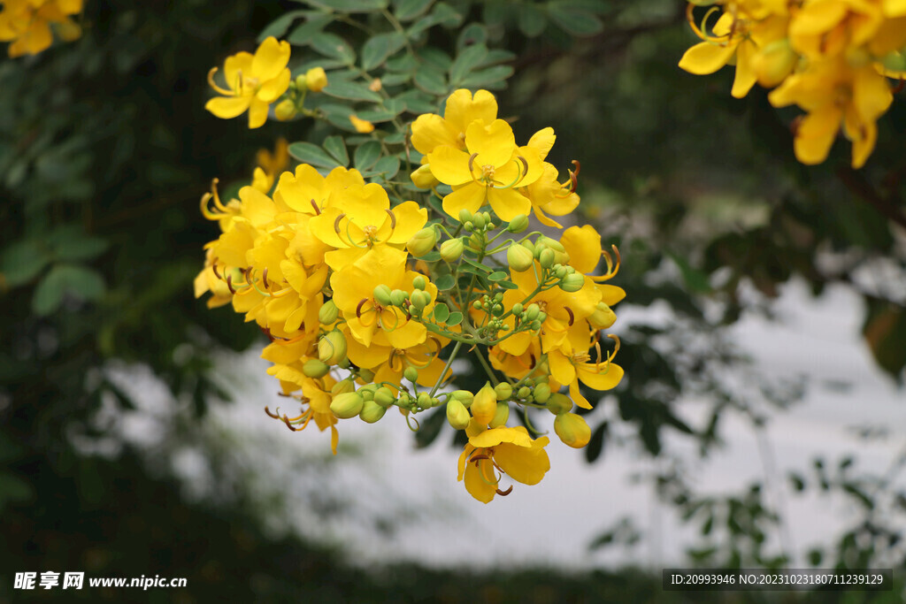 黄槐决明花