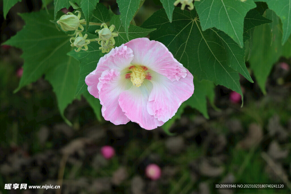 粉色木芙蓉花