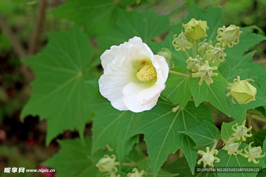 木芙蓉花