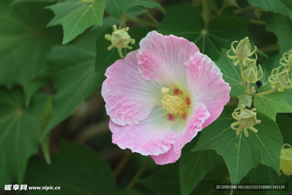 粉色木芙蓉花