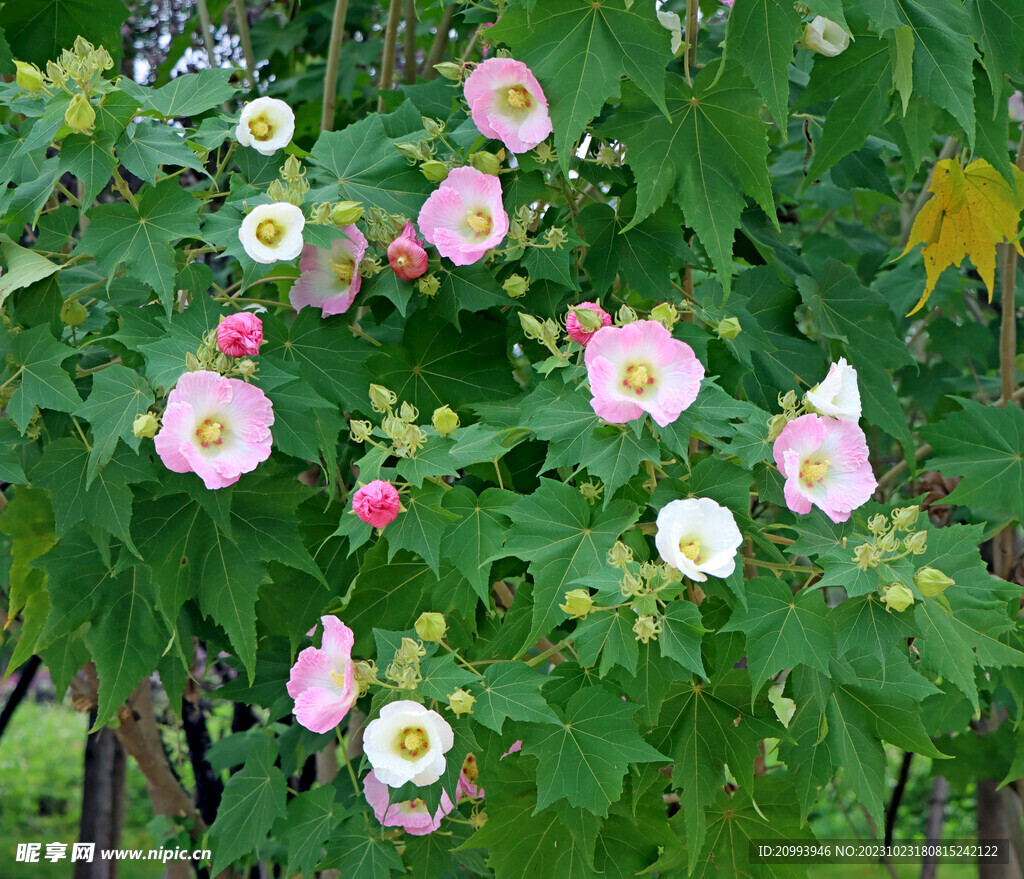 木芙蓉花