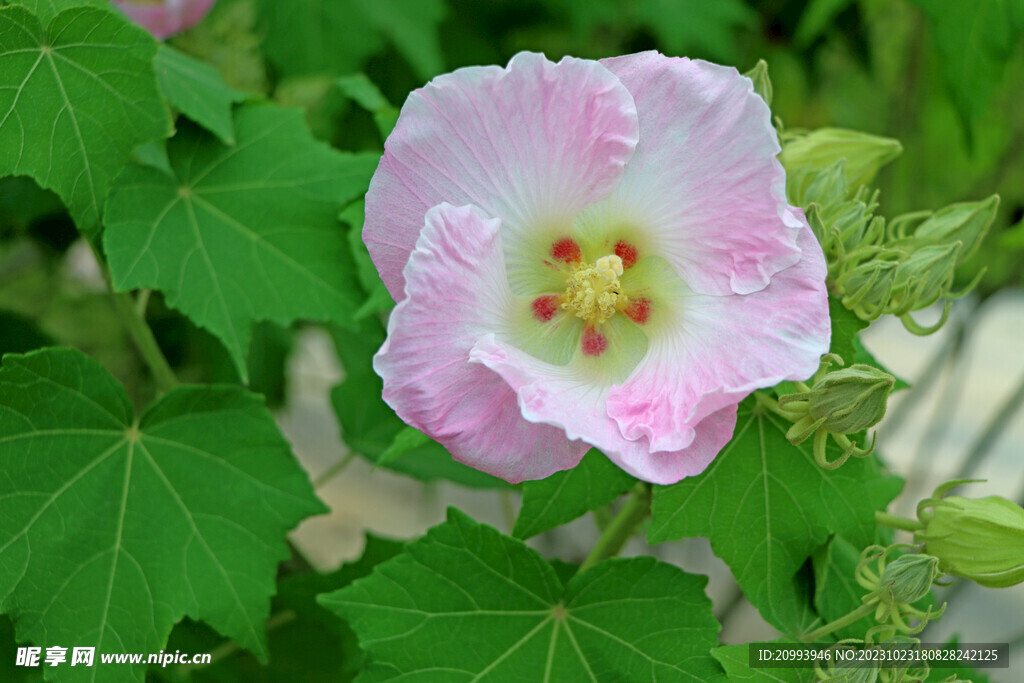 粉色木芙蓉花