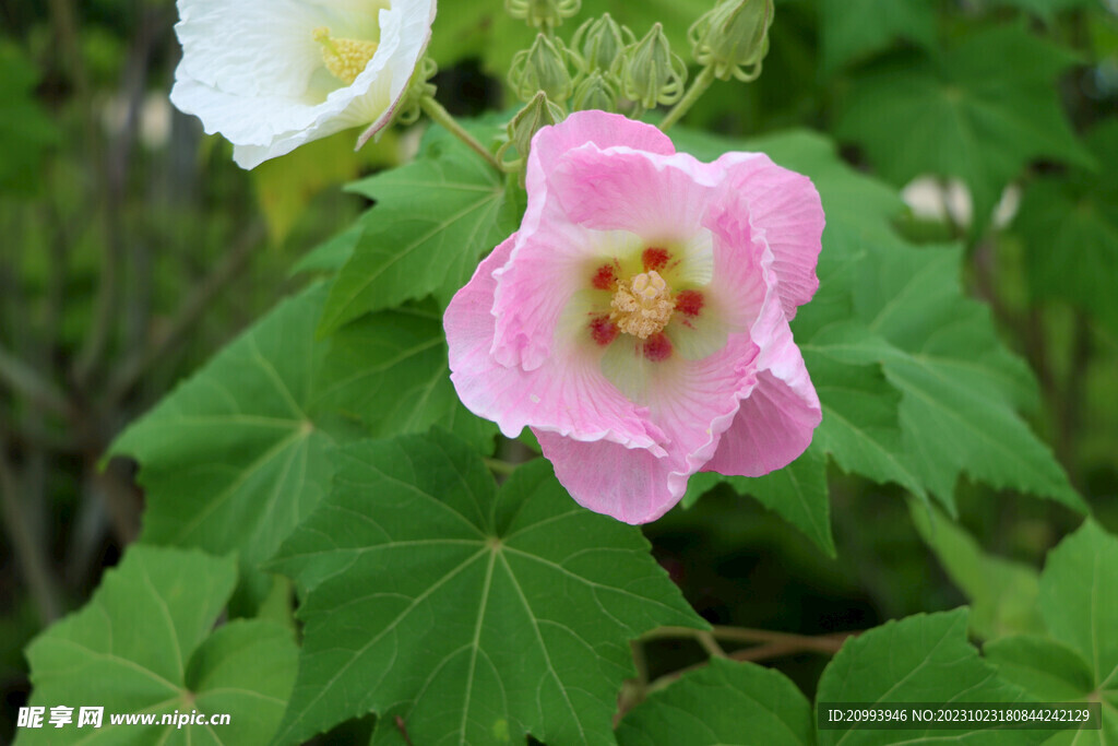 粉色木芙蓉花