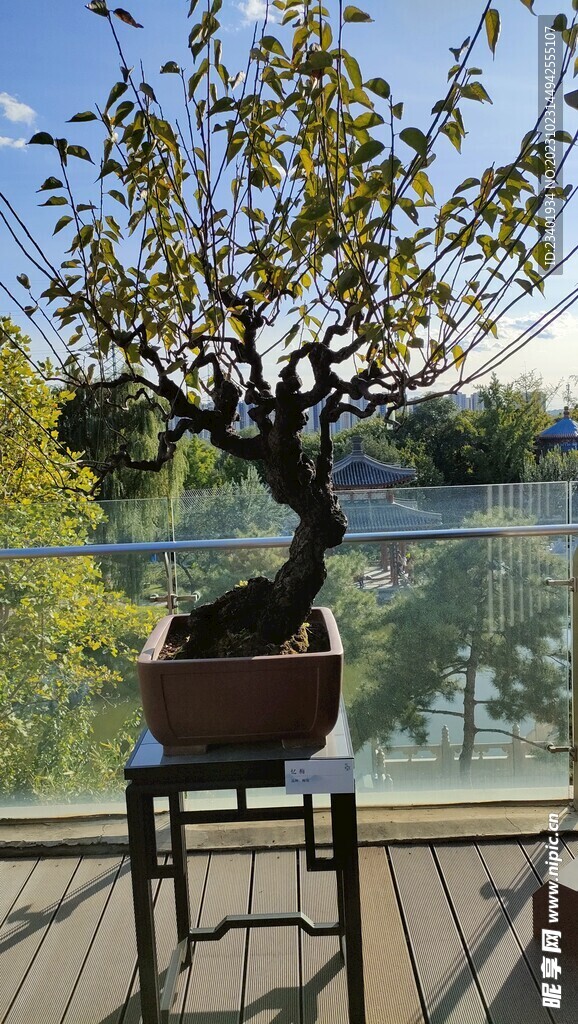 川派盆景梅花树