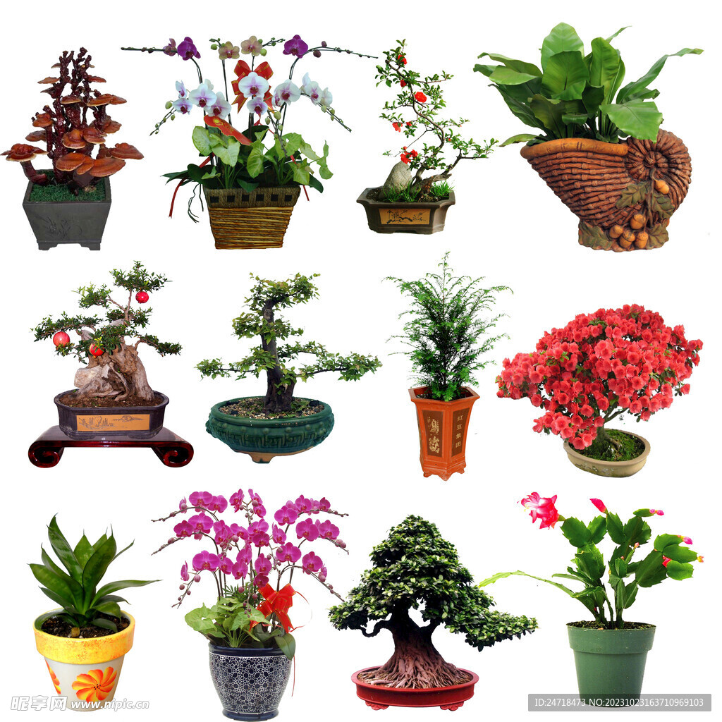 植物免抠图