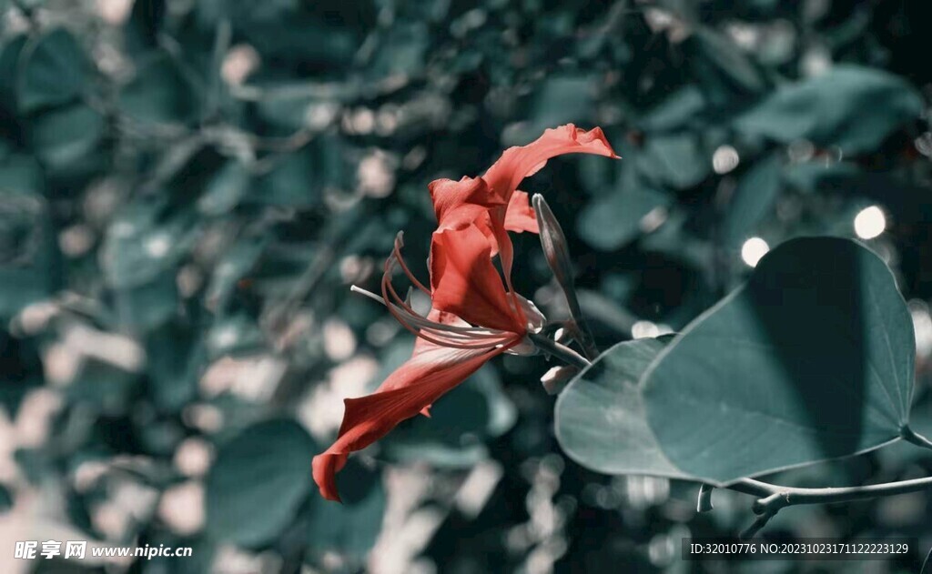 花 