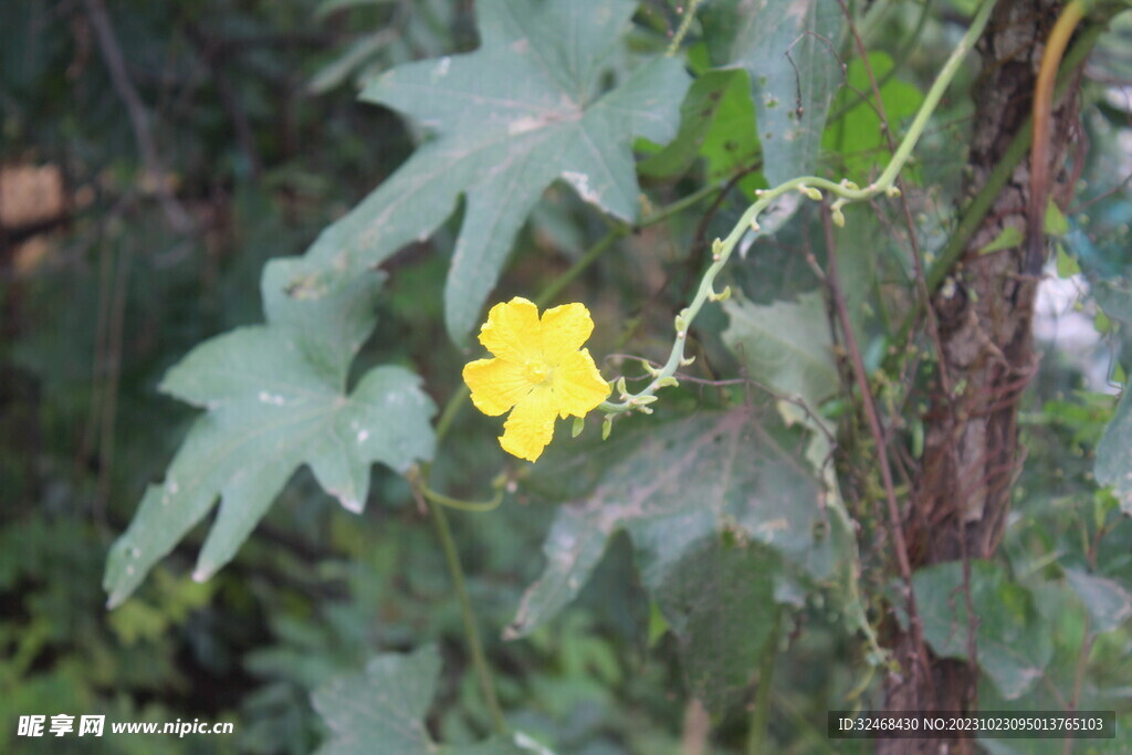 一朵小黄花