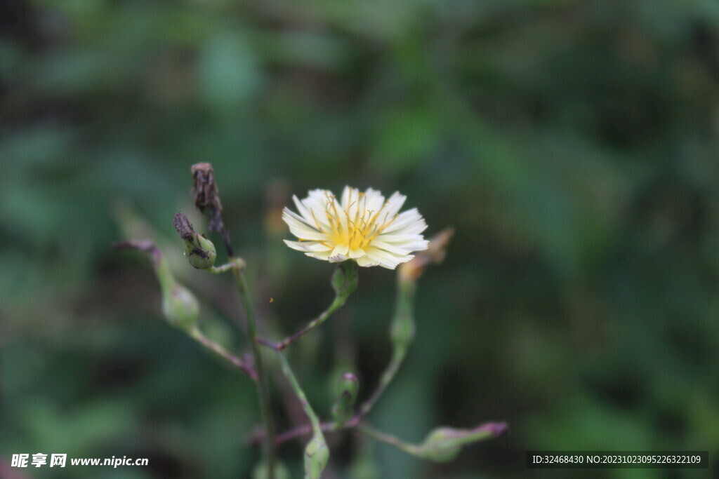 一朵野菊花