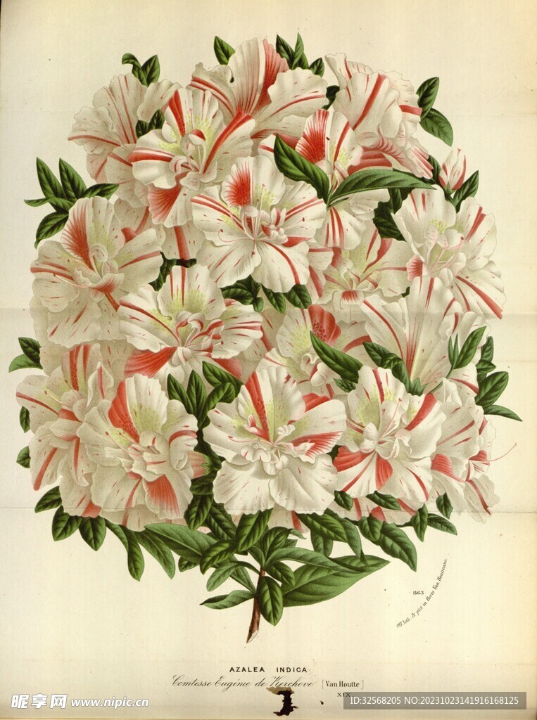 百合花素材