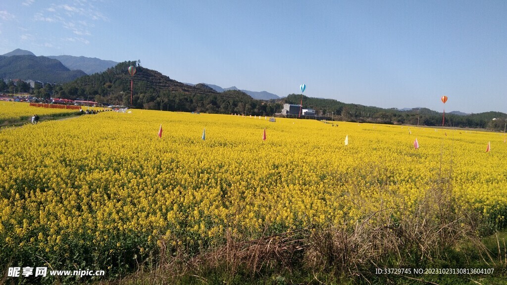 油菜花田