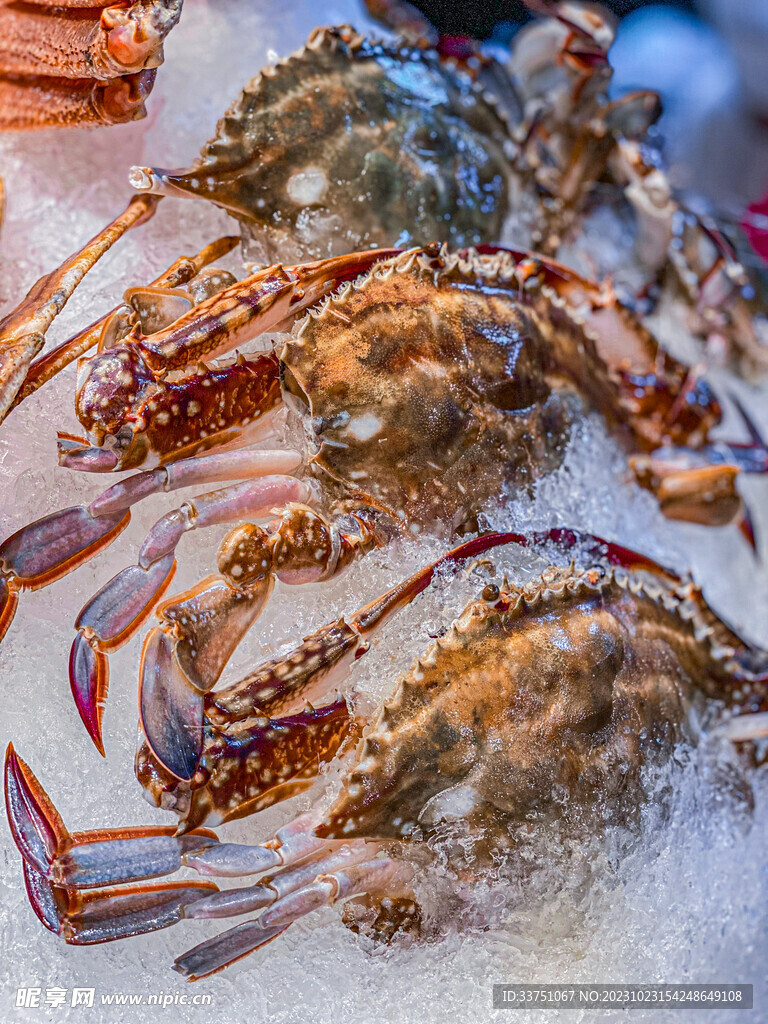 海鲜螃蟹海蟹梭子蟹