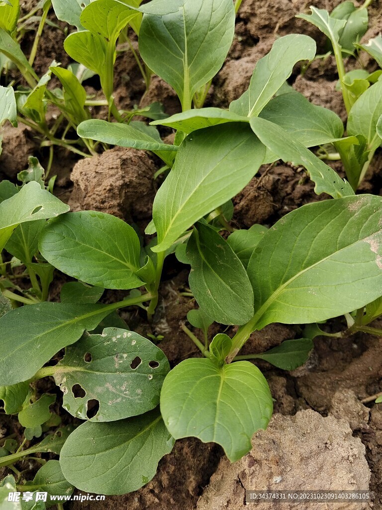 蔬菜