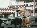 动物