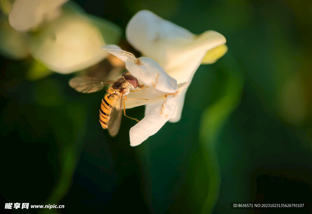忙碌的蜜蜂