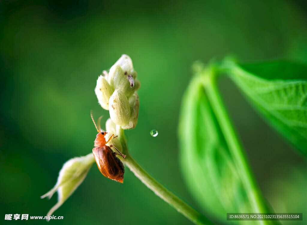 甲虫