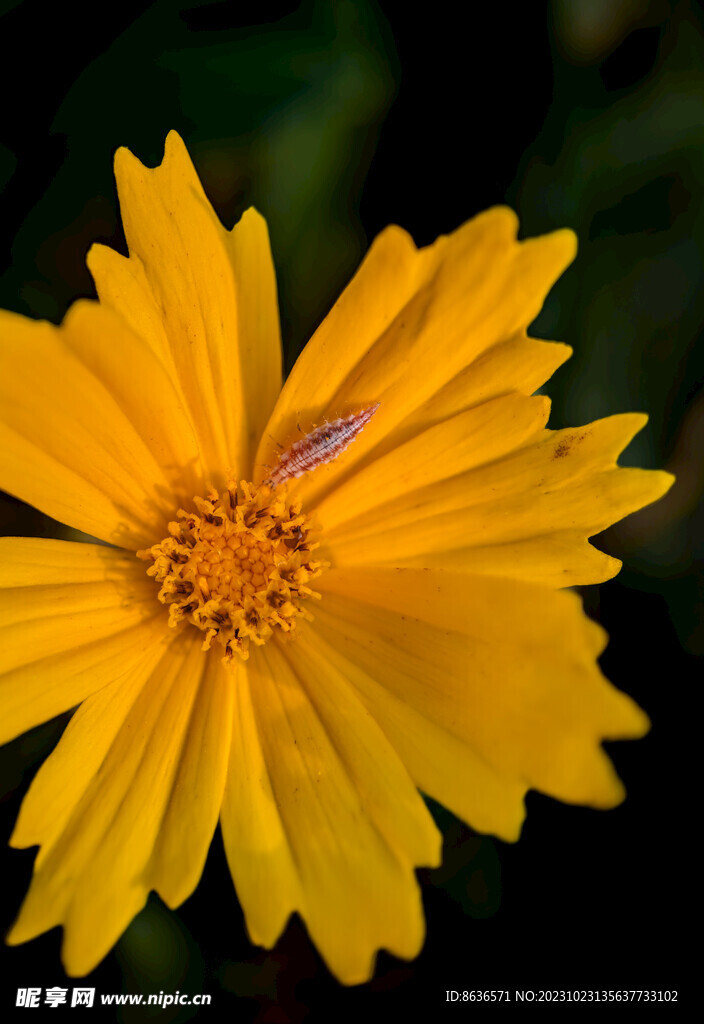 野菊花