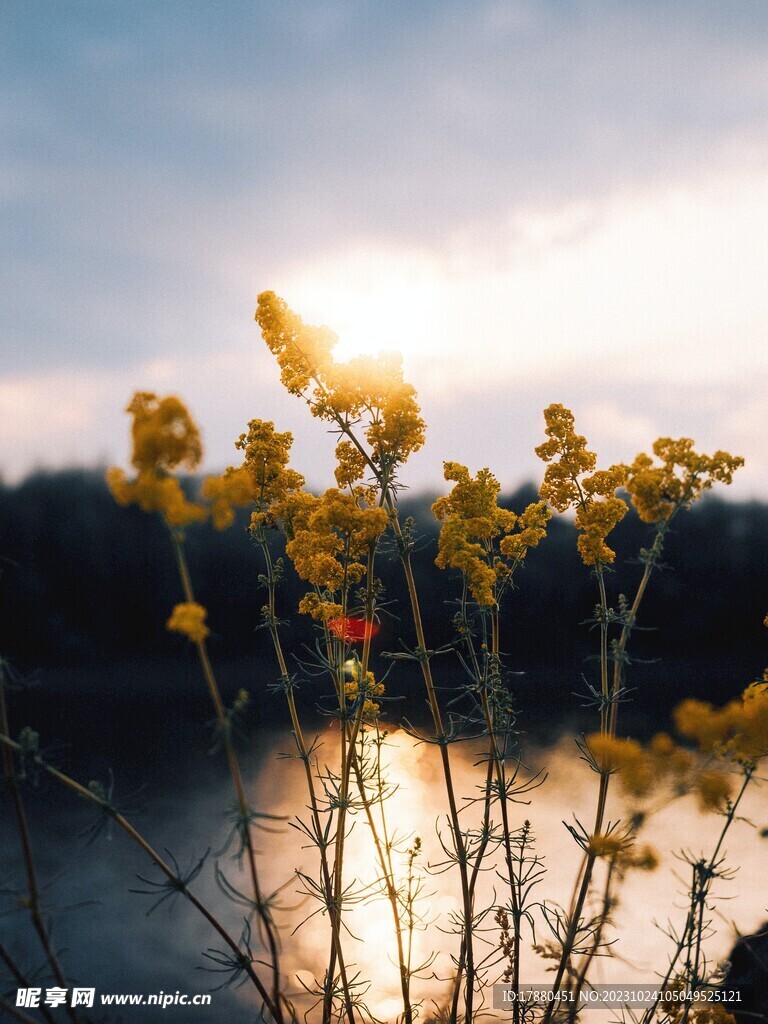 蓬子菜