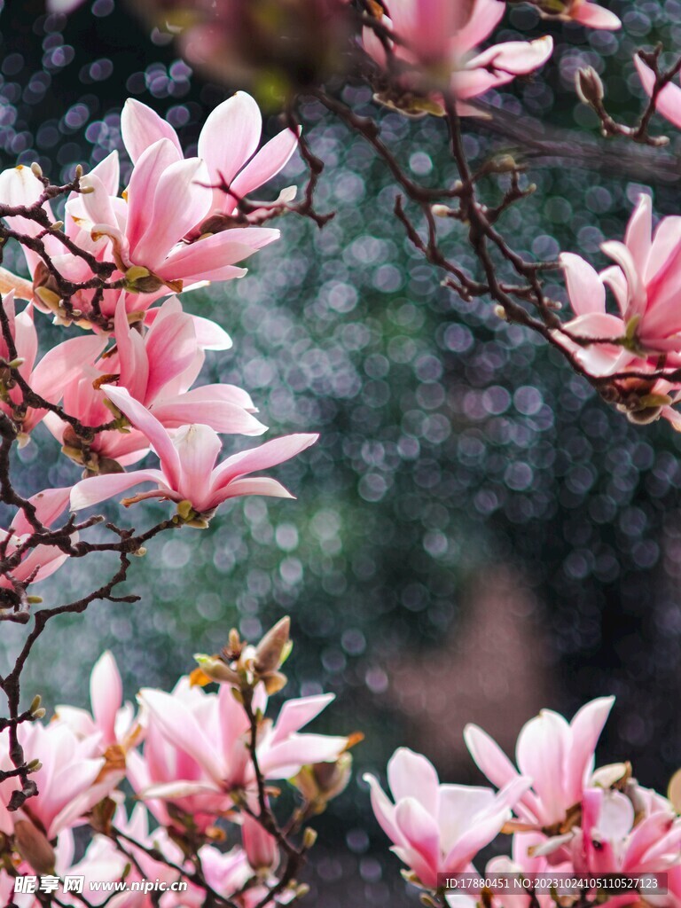 玉兰花