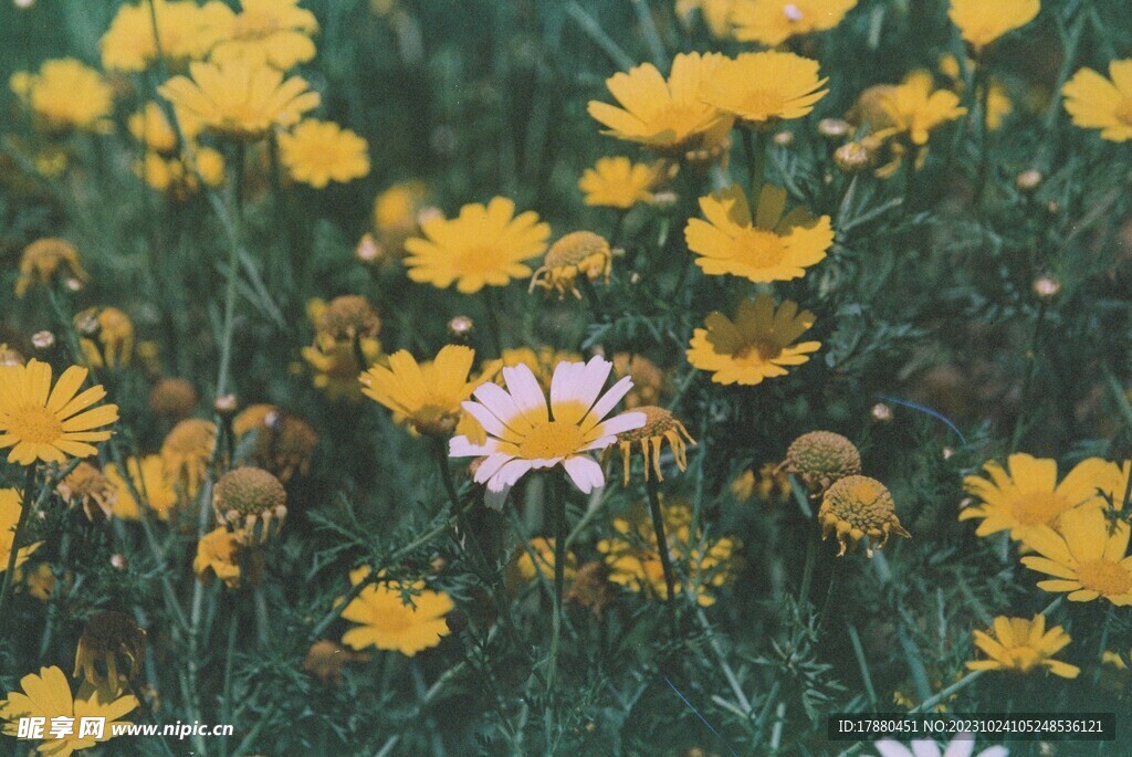 菊花