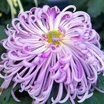 芳香菊花