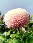 芳香菊花