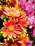 芳香菊花