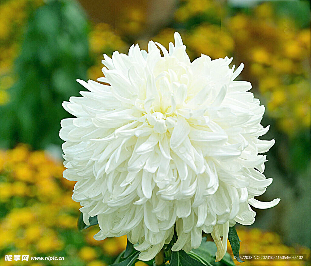 芳香菊花