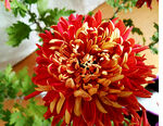 芳香菊花