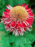 芳香菊花