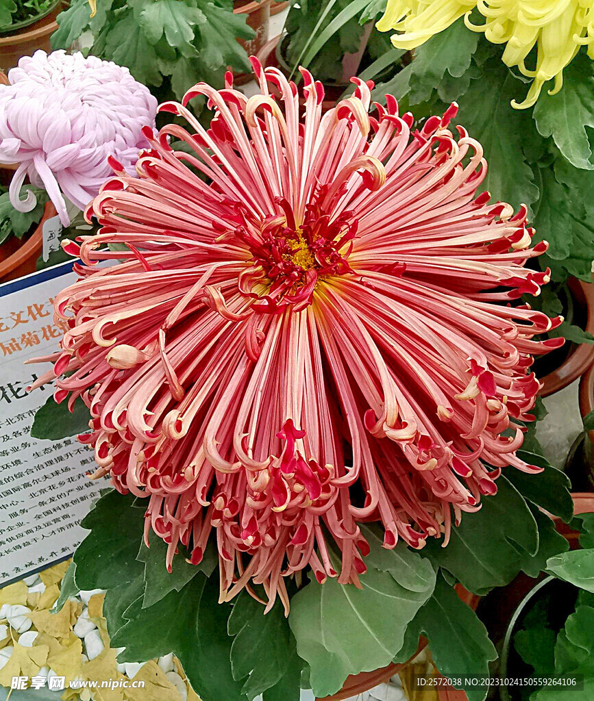 芳香菊花