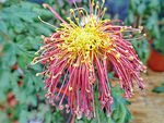 芳香菊花