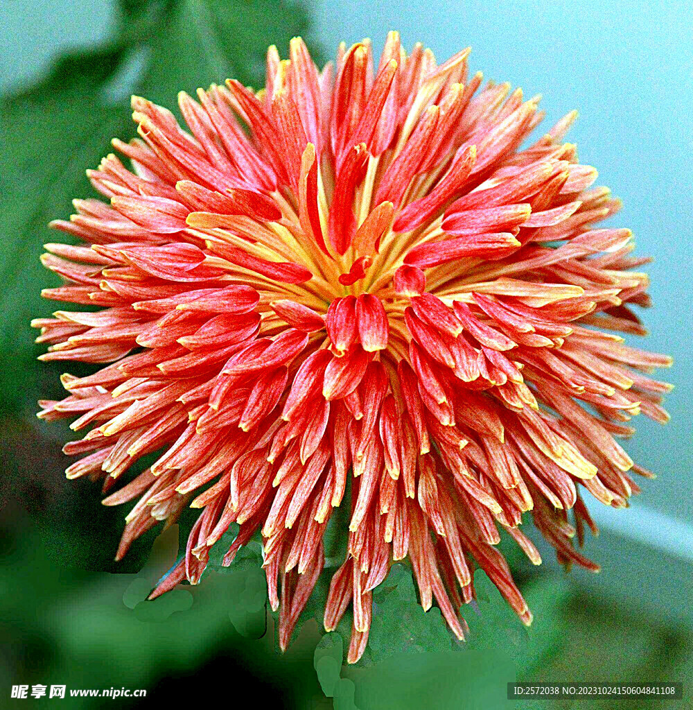 芳香菊花