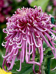 芳香菊花