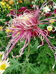 芳香菊花