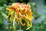 芳香菊花