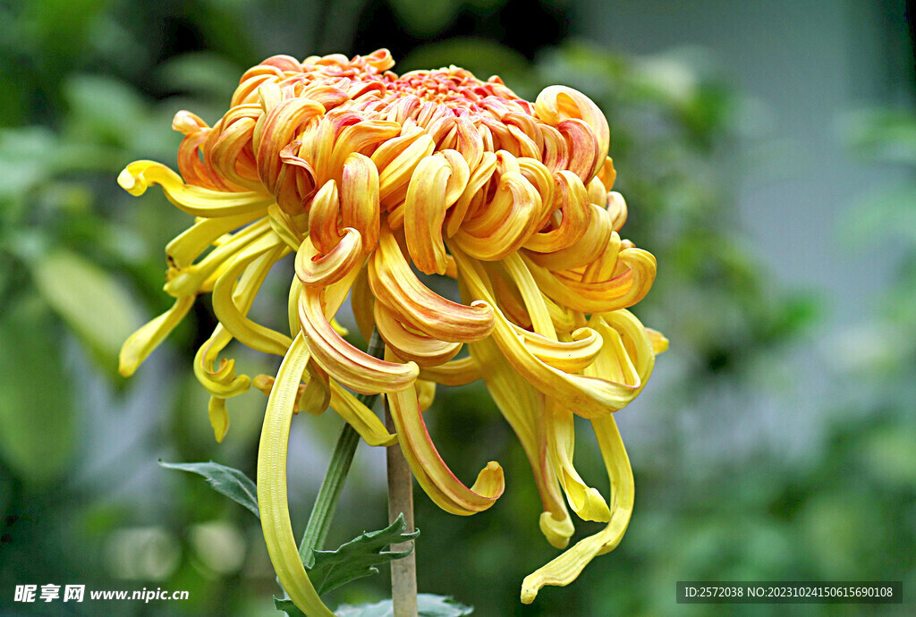 芳香菊花