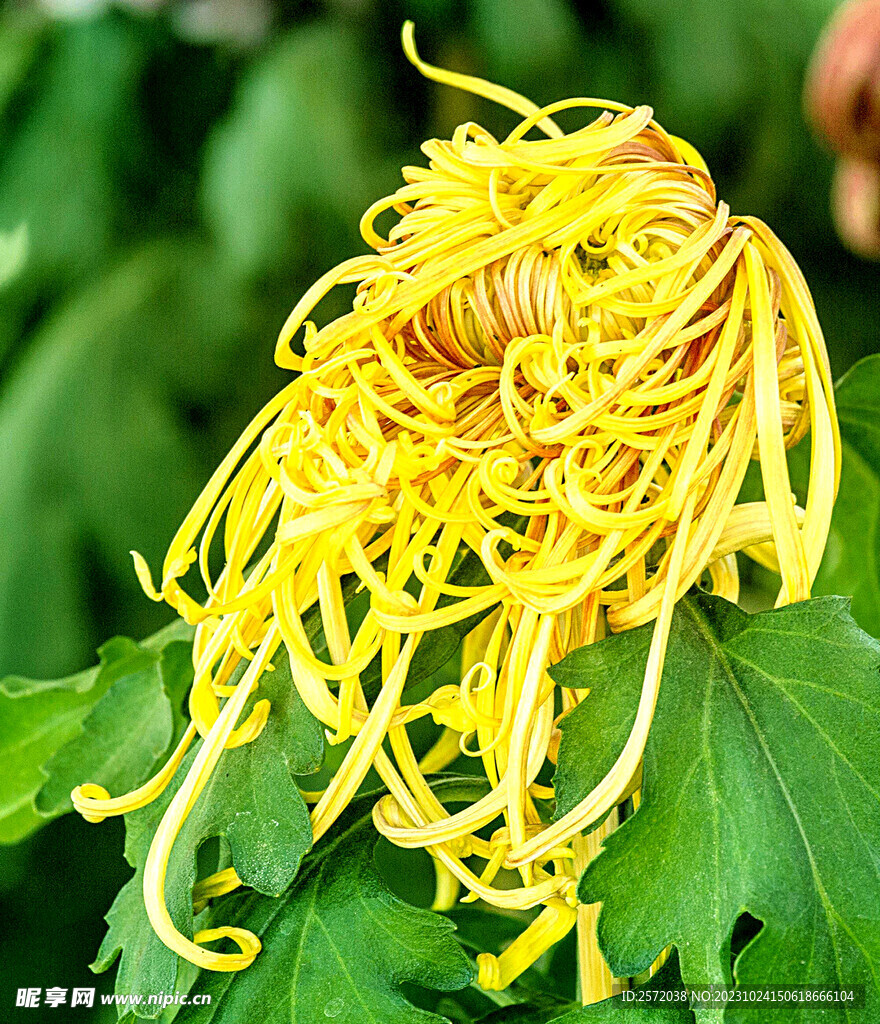 芳香菊花