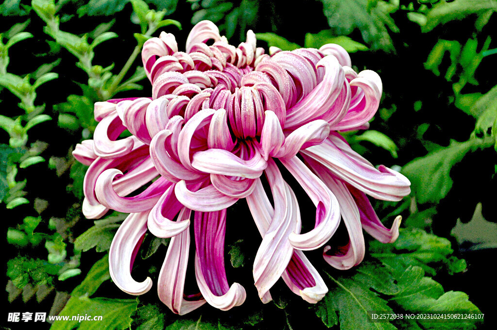 芳香菊花