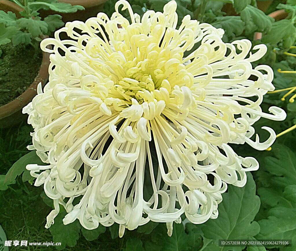 芳香菊花