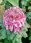 芳香菊花