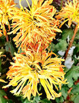 芳香菊花