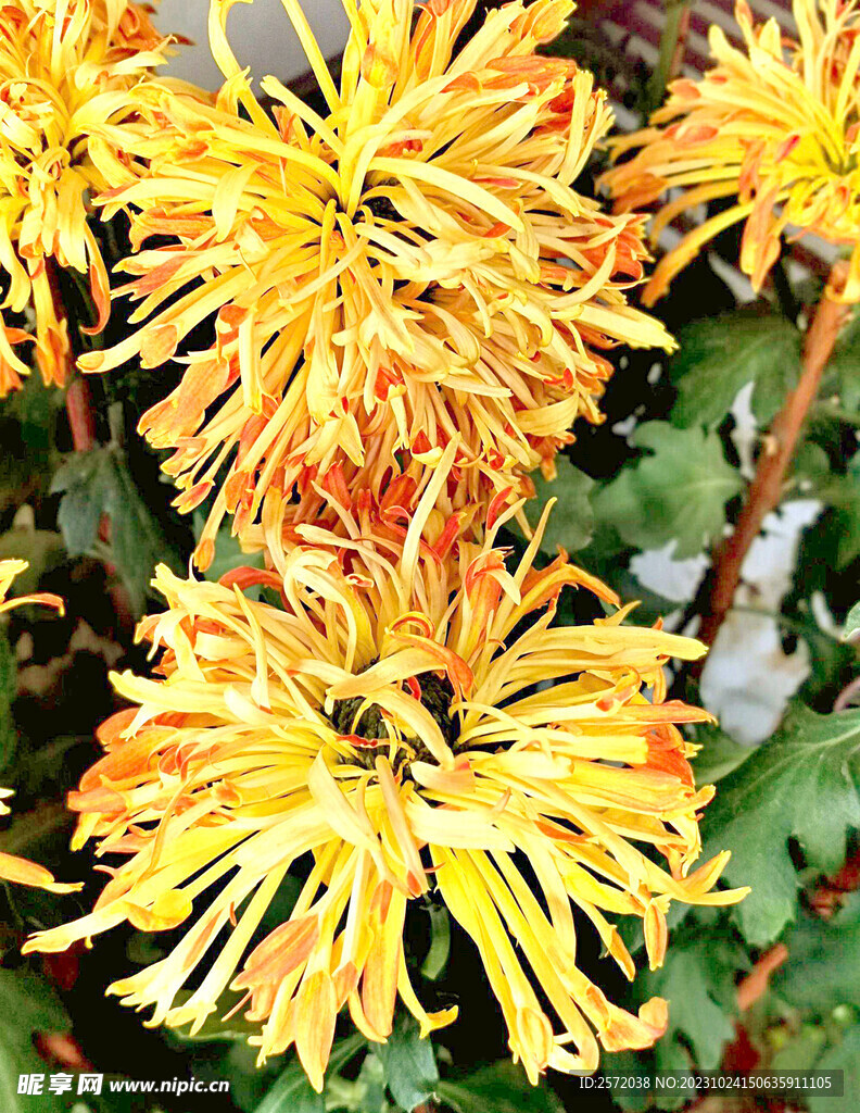 芳香菊花