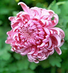 芳香菊花