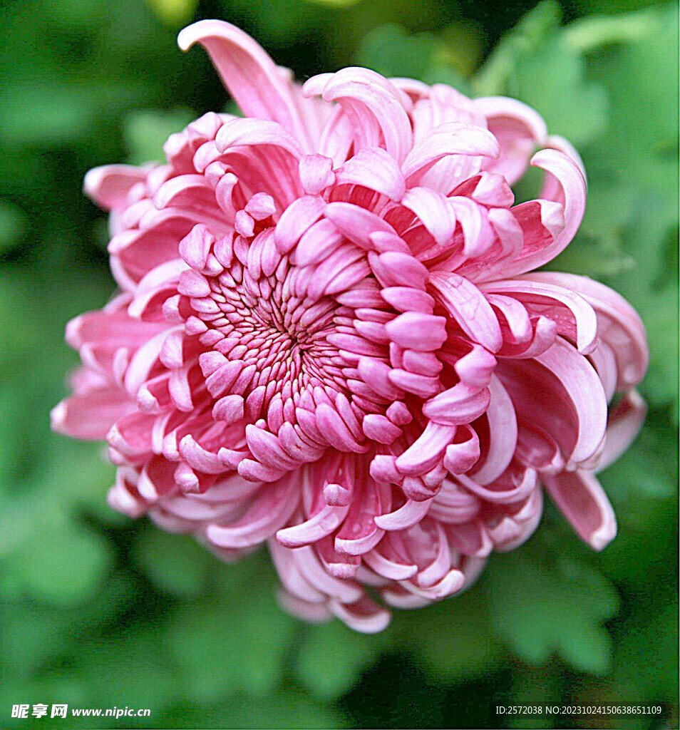 芳香菊花