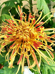 芳香菊花