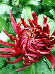 芳香菊花