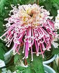 芳香菊花