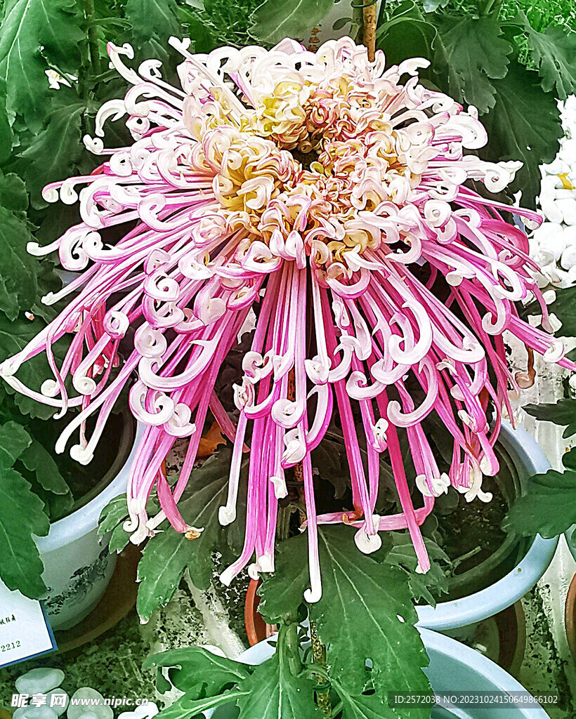 芳香菊花